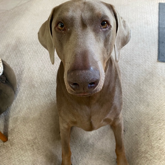 Perfect condition - Picture 7 of 7